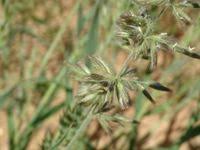 Image result for Schmidtia kalahariensis