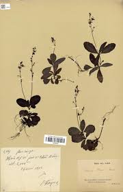 Image result for Veronica abyssinica