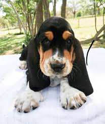 Penelope the lemon basset hound. All The Colors And Markings Of Basset Hound With Pictures