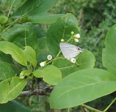 Image result for Hilsenbergia