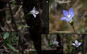 Image result for Wahlenbergia ramosissima