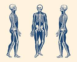 Lessons on the bone markings of the ribs and sternum. Side View Skeleton Vintage Anatomy Print Drawing By Vintage Anatomy Prints