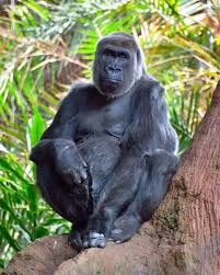 The toronto zoo is a wonderful tourist attraction. Toronto Zoo Mourns Loss Of Western Lowland Gorilla And Foodie Josephine 49 The Star