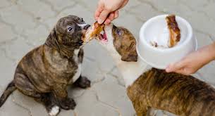 Check spelling or type a new query. Best Food For Pitbull Puppy 2021 Pitbull Puppy Dog Food
