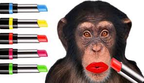 RÃ©sultat de recherche d'images pour "droles de singes"