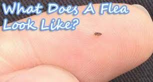 What Do Fleas Look Like Close Up Fleas Pictures Fleas Horse Care Tips Lab Dogs
