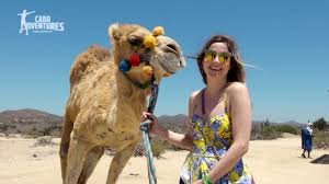 Camels are one of the friendliest and most loving animals you will ever meet. Camel Ride In Cabo Outback Camel Safari By Cabo Adventures Youtube