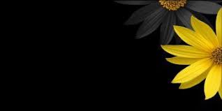 Aesthetic Black And Yellow Twitter Header Yellow Flower On Black Twitter Headers Papel Pintado Flores Girasoles Fondos De Iphone Fondos De Pantalla