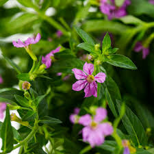 Image result for Cuphea hyssopifolia