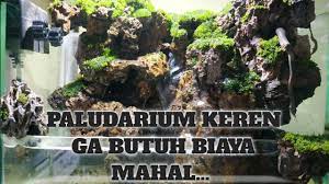 Cara Membuat Paludarium Paludarium Keren Ga Butuh Biaya Mahal Youtube Youtube