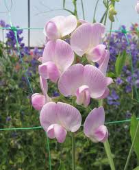 Image result for Lathyrus
