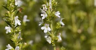 Image result for Satureja