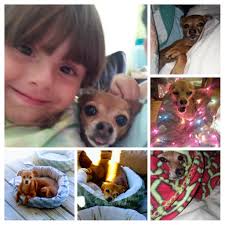 Happy Birthday to Bella from Carolina Beach Animal Hospital