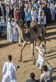 The meaning of camel in your dream подробнее. Eid Al Adha Animal Sacrifice Festival Sees Roads Turn Red With Blood As Cows Are Beheaded