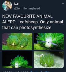 And while sheep normally live on land, these cuties live in the ocean around japan, indonesia, and the philippine islands. Leaf Sheep