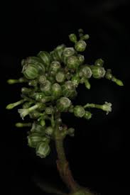 Image result for Bertiera