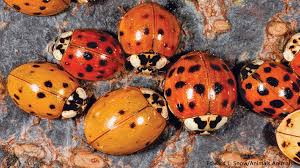 A head, thorax, and abdomen. 10 Big Surprises About Ladybugs Nwf Ranger Rick