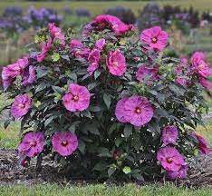 Summerific Berry Awesome Rose Mallow Hibiscus Hybrid Hardy Hibiscus Deer Resistant Perennials Hibiscus Flowers