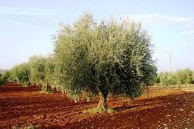 Huile D Olive Baisse De 40 De La Recolte 2020 2021
