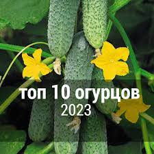 Томат Вова Путин семена - купить с доставкой по России и Екатеринбургу -  интернет магазин семян Томаты Помидоры