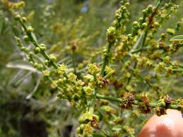 Image result for Scutia