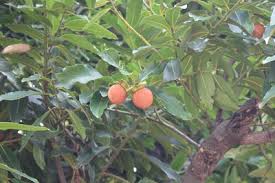 Image result for Ebenaceae