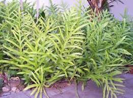 Image result for Microsorum scolopendria