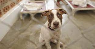 We will contact you shortly. Volunteer Opportunities With Animal Shelters In Connecticut