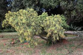 Image result for Searsia pyroides