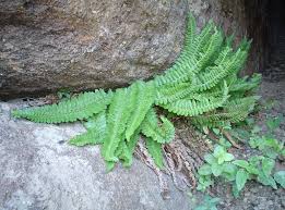 Image result for Polystichum