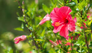 Der hibiskus ist eine sehr beliebte pflanze, die sowohl in einem pflanztopf als auch im garten damit der hibiskus seine volle blütenpracht entfalten kann, ist ein regelmäßiges schneiden notwendig. Hibiskus Schneiden Anleitung Und Tipps Fur Den Ruckschnitt