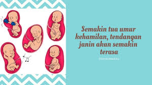 Pada perkembangan janin 5 bulan saat usia 23 minggu, bayi sudah bisa mendengar detak jantung maupun bunyi pergerakan dalam perut ibu. Fakta Tentang Tendangan Bayi Bidan Kita