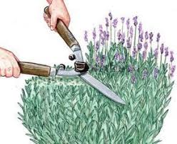 Lavendel Richtig Schneiden Pflegen Sukkulentenpflanzen Standort Pflege Schnitt Und Ihn Als Heilpflanze Zu Garten Lavendel Garten Bepflanzen Lavendelgarten