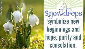 Snowdrop Flower Meaning Best Flower Wallpaper