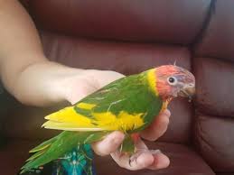 Lost Lory Lorikeet Parrot Bird Scarborough Queensland Qld Australia L28365 Parrot Bird Parrot Lost Found