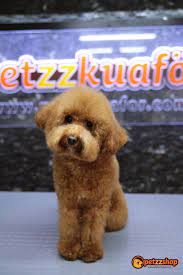 poodle poodle kopek kedi kopek