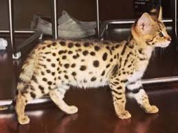 F1 savannah kitten, f2 savannah kiten, bengal kitten. The Best F1 Savannah Cat For Sale Majestic Exotics Catter