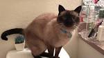 Siamese Cat Talking. A Helpful & Useful Guide - Stop Cats ...
