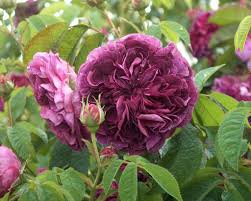 Charles de mills, gallica rose. Charles De Mills Lens Roses