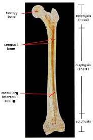 The hollow region in the diaphysis is called the medullary cavity, which is filled. Long Bone