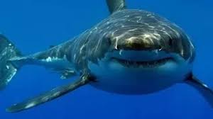 Nat Geo Wild Tv Megalodon
