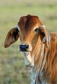 See more ideas about cattle, brahman, beef cattle. 16 Brahman Ideas Farm Animals Cattle Cow Calf