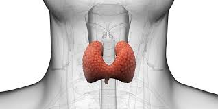 Often, hormonal swings, disturbances, or inadequacies (like hyper or hypo thyroid) can give rise to a condition called telogen effluvium where your hair follicles go from the growing to the resting phrase and as the result shed out in large numbers. Hypothyroid In Men What Are Underactive Thyroid Symptoms Men S Health