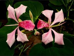Image result for Bauhinia monandra