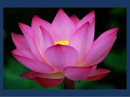 Organic Shapes Flowers Photography Flower Images Most Beautiful Flowers