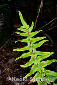 Image result for Cheilanthes viridis