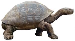 Image result for Megalochlamys