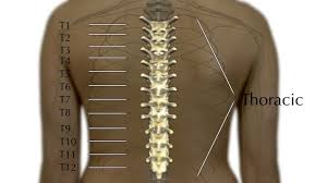 Последние твиты от backbone (@backbonegame). Thoracic Spine Fractures Injuries Shepherd Center
