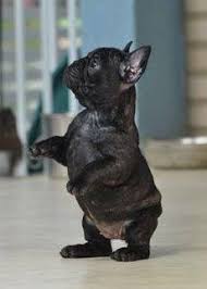 Black And Brown French Bulldog Puppies Black French Bulldog Puppy Standing On Its Hind Legs Bulldog Puppies Bulldog French Bulldog Puppies