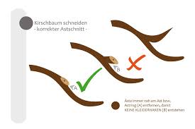 Kirschen sollten jährlich geschnitten werden, da sie einen zu seltenen und dann radikalen schnitt schlecht vertragen. Kirschbaum Schneiden Bebilderte Anleitung Fur Den Kirschbaumschnitt